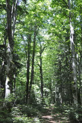 Croatian forest