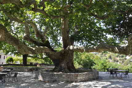 Plane tree