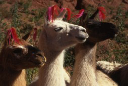 Attention-seeking llamas