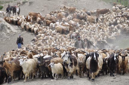 Sheep/cattle drive