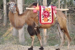 Dunhuang camel