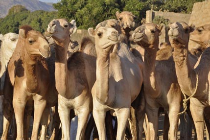 Camel market