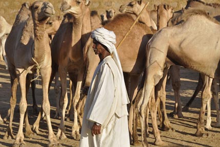 Camel market