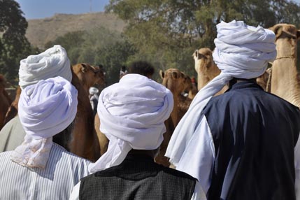 Camel market