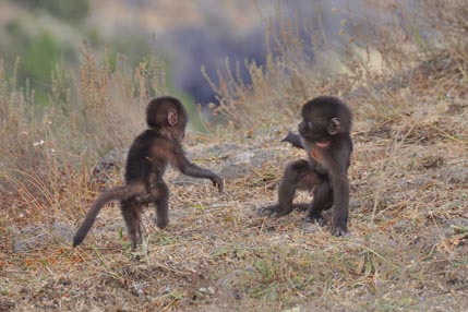 Gelada monkeys