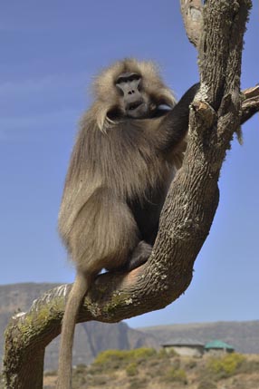 Gelada monkeys