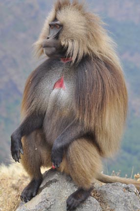 Gelada monkeys