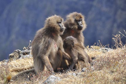 Gelada monkeys