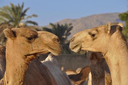 Camels