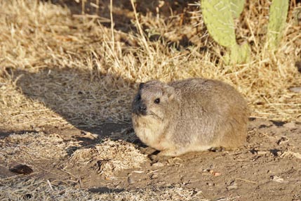 Ethiopian rat