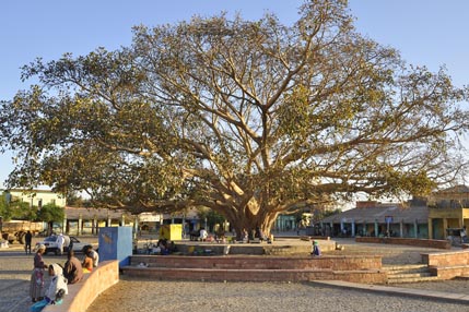 Aksum fig tree