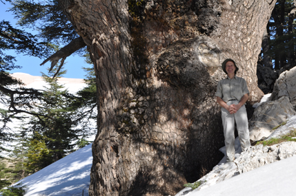 Thousand-year-old cedar