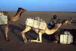 Loading a camel
