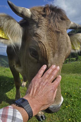 Friendly cow