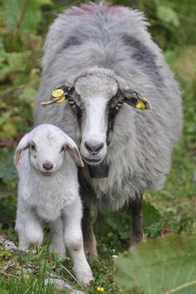 Sheep with lamb