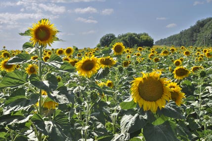 Sunflowers